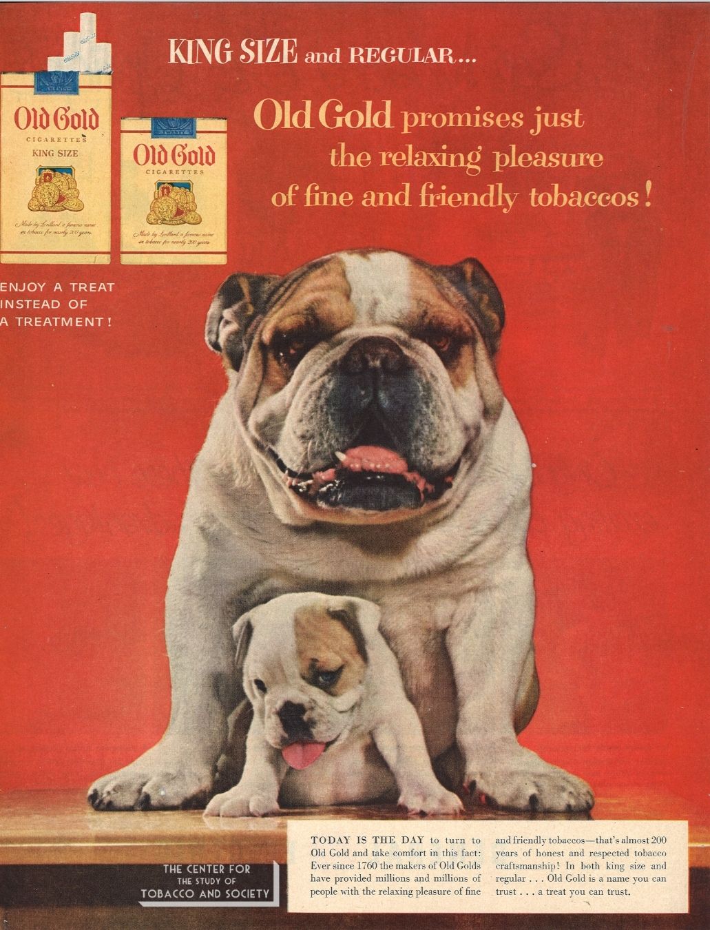 CSTS Old Gold Dogs 13