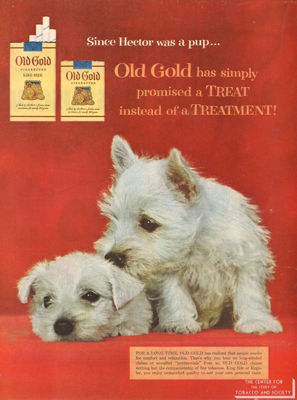 CSTS Old Gold Dogs 5